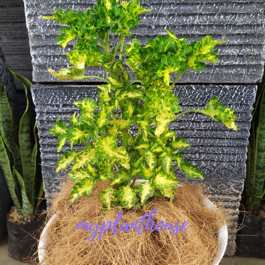 Tanaman Hias Miana Ekor Naga Kuning / Tanaman Coleus / Iler Jawer Kotok