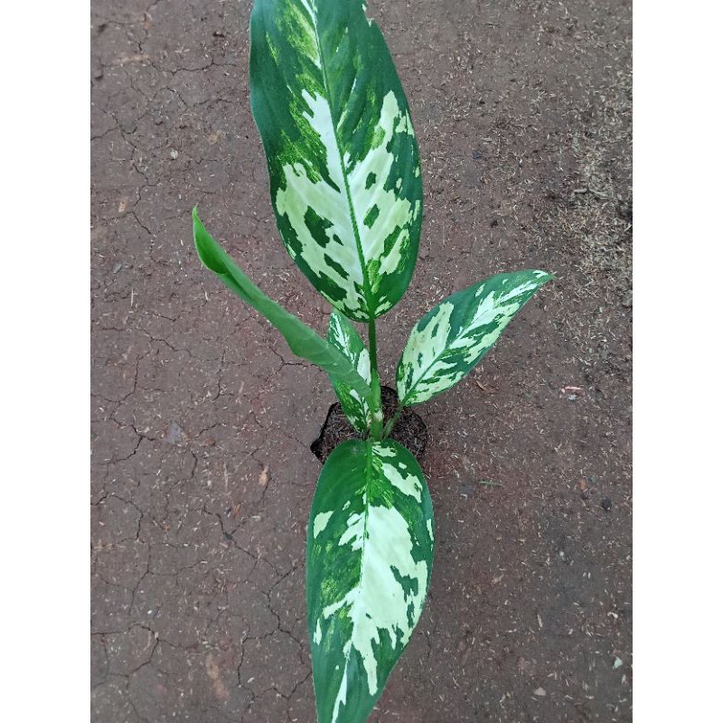 bibit tanaman blanceng varigata