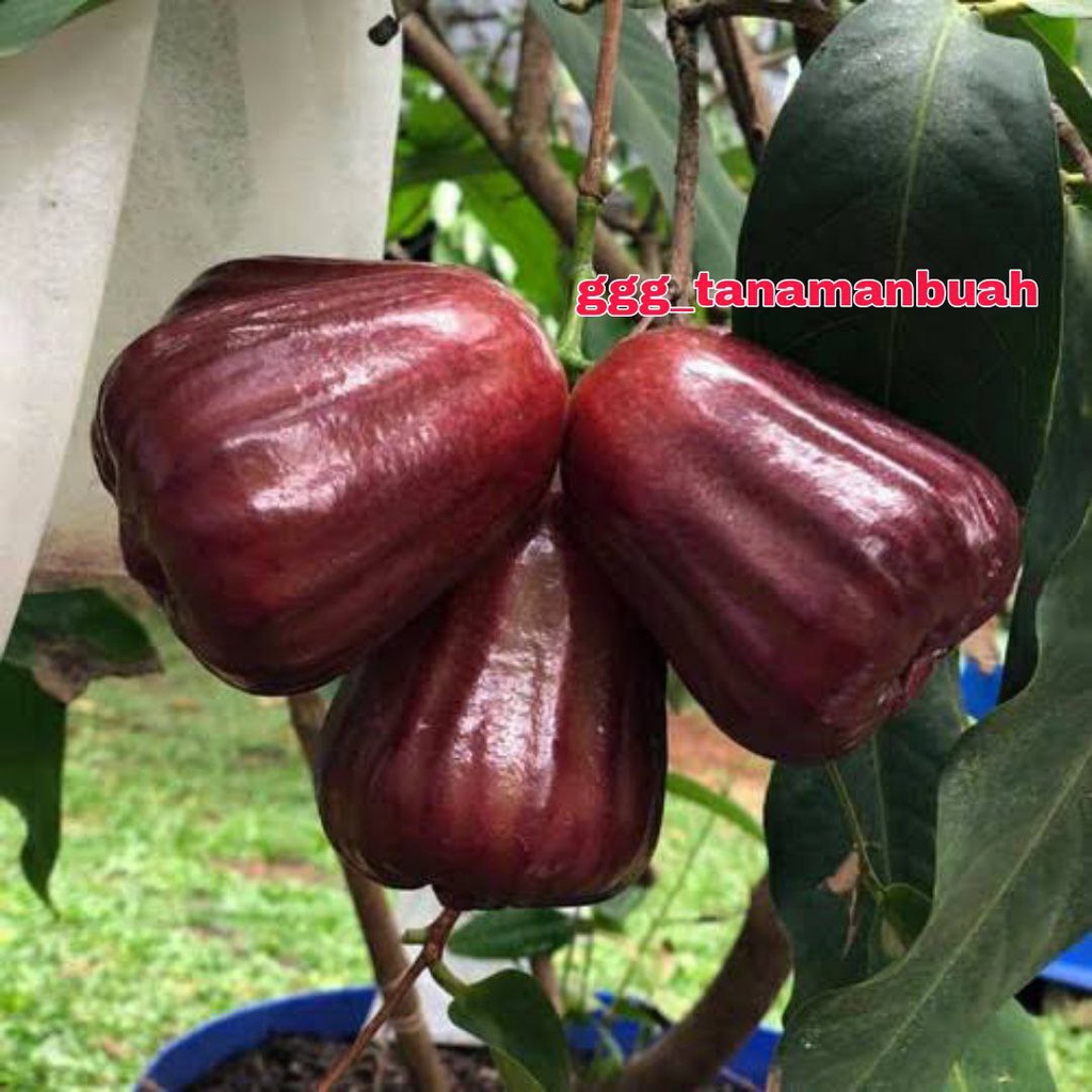 Bibit Jambu Air Mutiara Hitam Hasil Okulasi