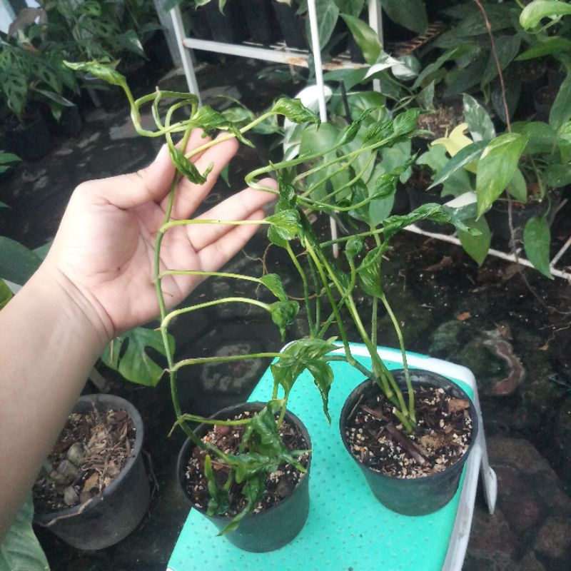 paket 2 pot epipremnum shangrila variegata real picture