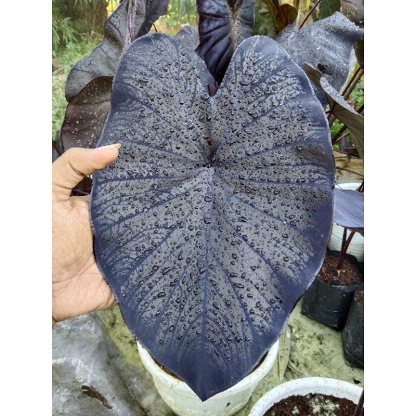Colocasia Black Coral Original RS_COLOCASIA.ID