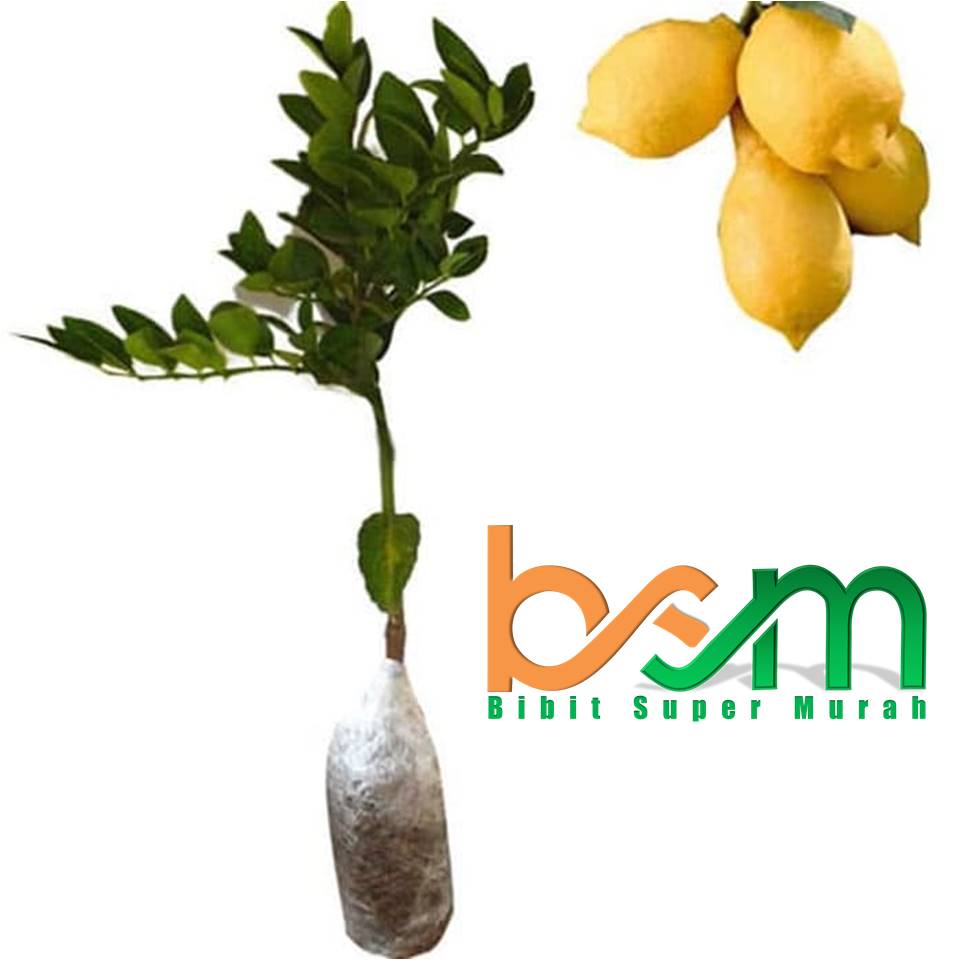 Bibit Lemon California Varietas F1