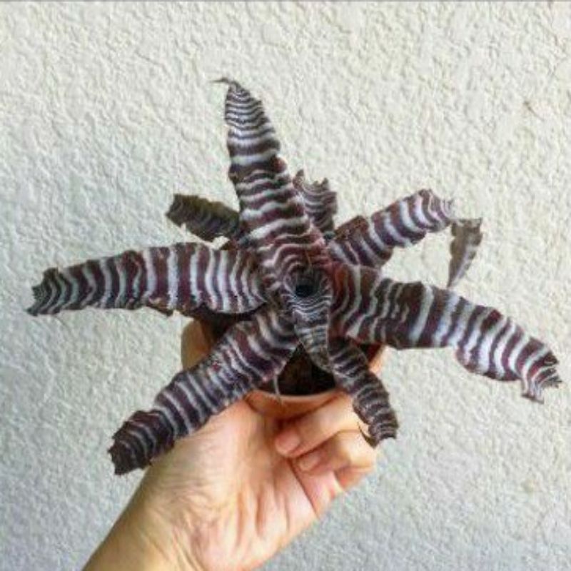 Bromelia Cryptanthus Black Magic | Bromelia Zebra | Bromelia Tokek