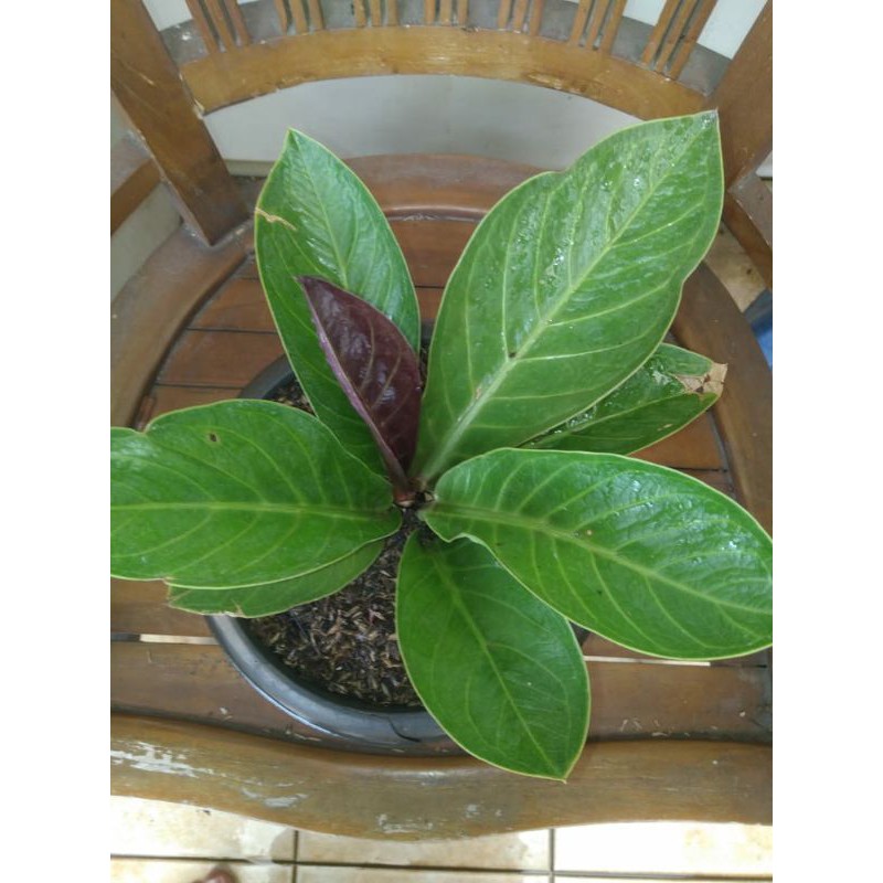 anturium jemani tornado