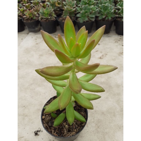 Sukulen Murah Sedum