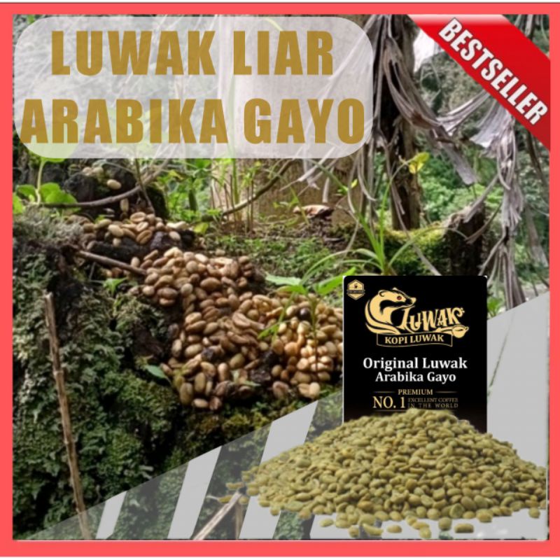 

GREENBEAN BIJI KOPI ARABIKA GAYO LUWAK ASLI/BIJI KOPI ACEH ARABIKA GAYO luwak LIAR ORIGINAL SINGLE ORIGIN TAKENGON BENER MERIAH ASLI.TERLARIS TERMURAH BEBAS ONGKIR GREEN BEAN BIJI KOPI ARABIKA GAYO LUWAK LIAR ASLI 500gr - 1kg.BIJI KOPI ACEH ASLI 100%