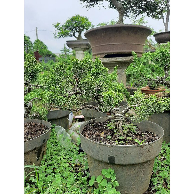 bonsai cemara sargenti small