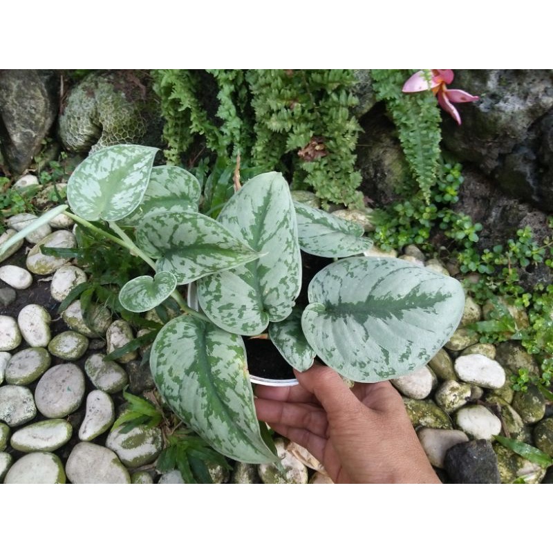 Scindapsus silver rimbun