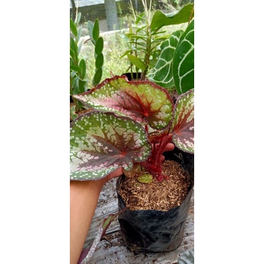 begonia Begonia rex waru
