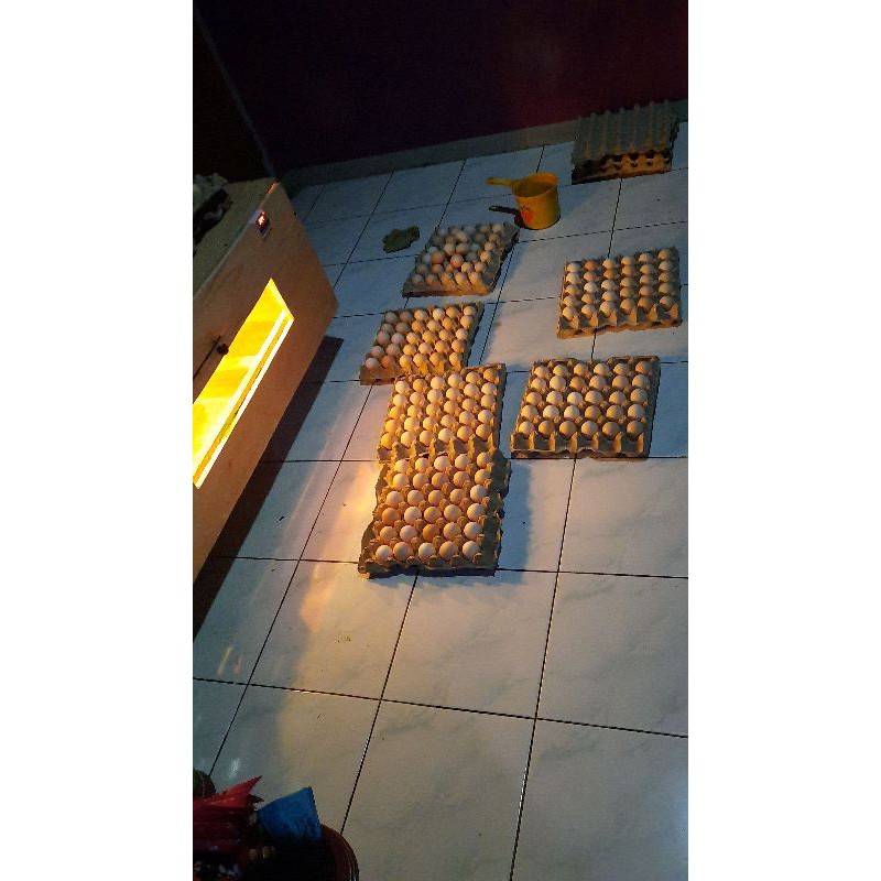 

telur tetas ayam elba fertil