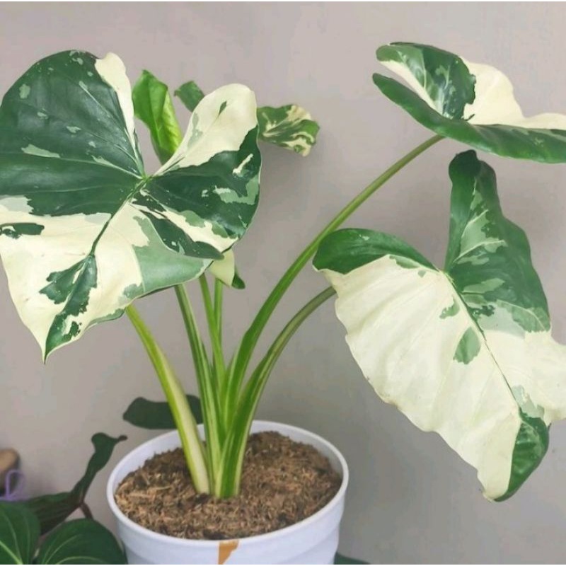 Tanaman Hias langka Alocasia variegata lompong varigata,sente varigata