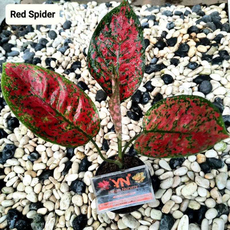Aglonema Red spider