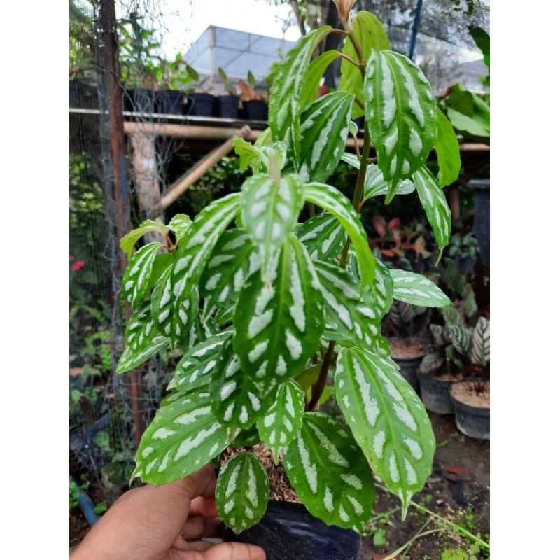 Tanaman Philea Kadirey