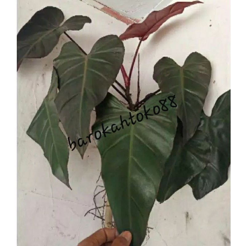 Tanaman philodendron Black Majesty 100%