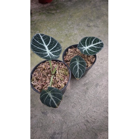 Alocasia ninja