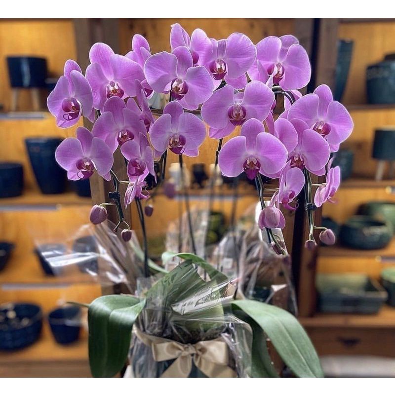 BUNGA ANGREK HIDUP ANGREK DENDRONIUM