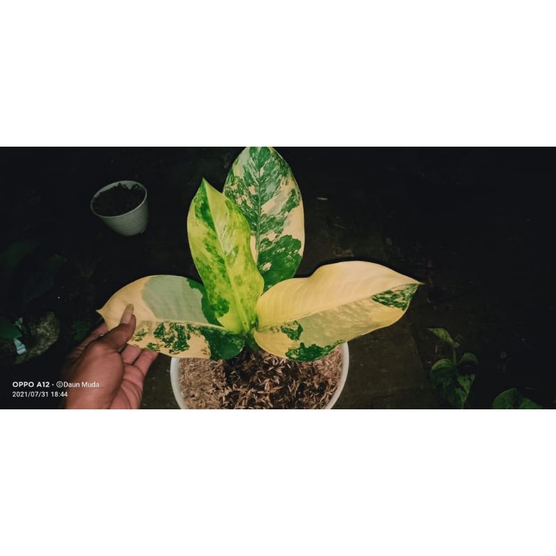 Digembachia panglima varigata