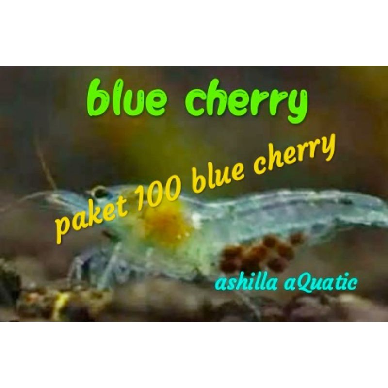 udang hias aquascape paket 100 blue cherry