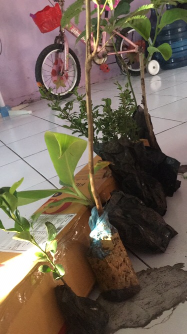 Bibit Alpukat Mentega Jumbo Bibit Benih Tanaman Buah Alpukat Mentega Jumbo