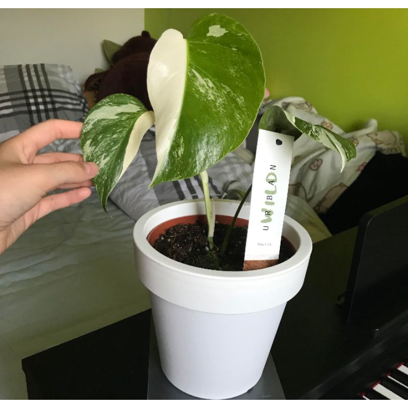PROMO!! MONSTERA VARIEGATA KING 2 HELAI DAUN