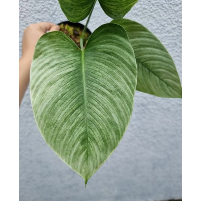 Homalomena varigata albo sp