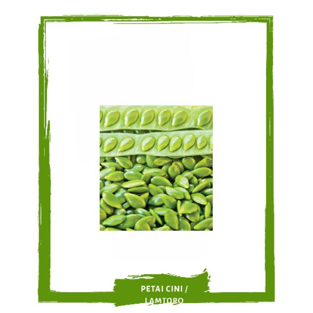 

Petai Cina / Lamtoro / Sayur Sayuran Segar By Mallahrizwa