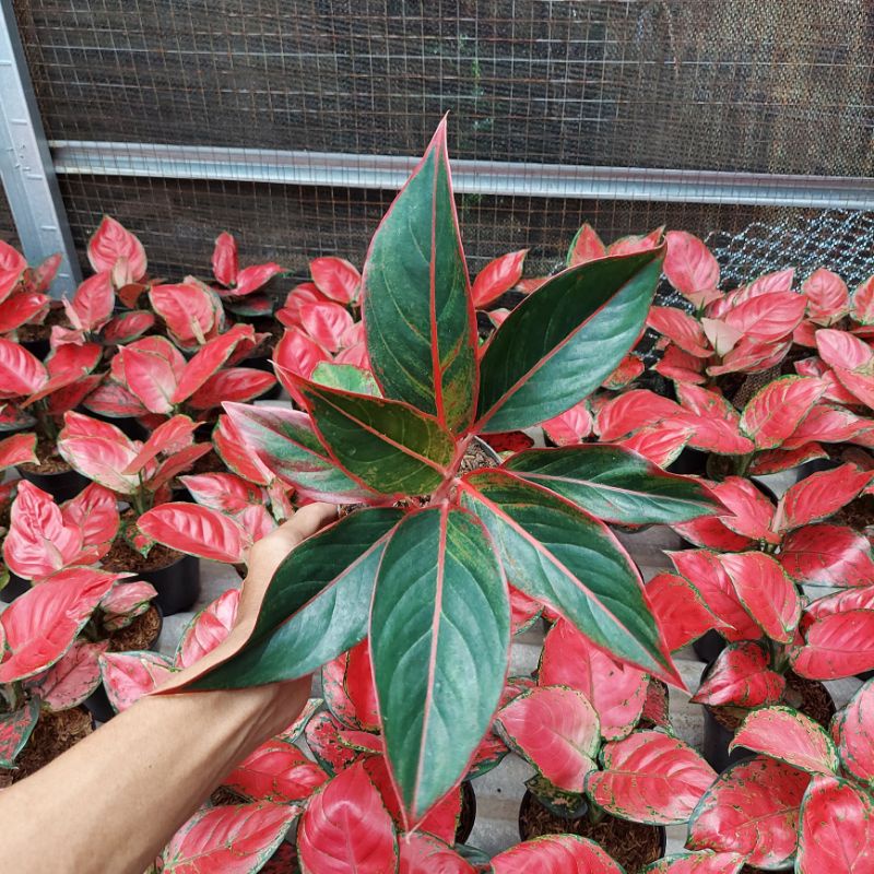 aglonema red aurora / siam aurora / aglonema lipstik