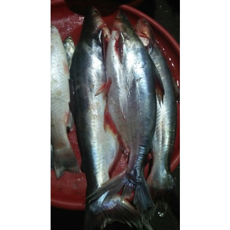 

IKAN PATIN SEGAR