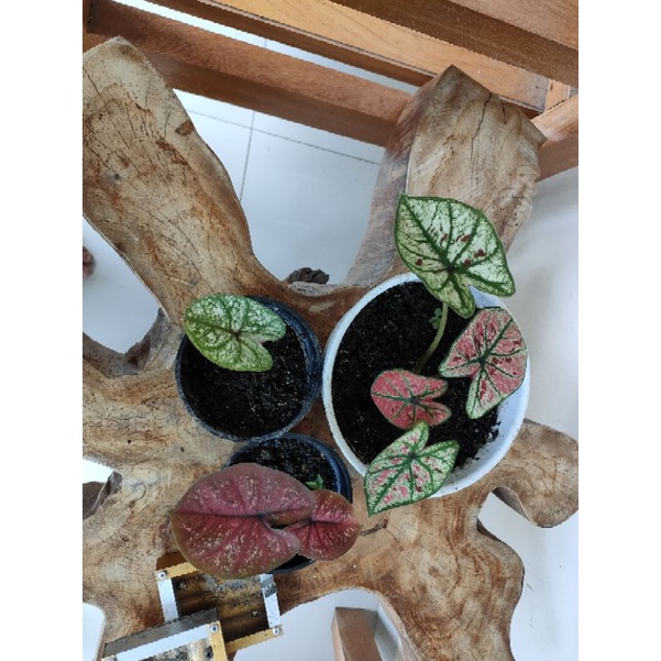 caladium pink guava menor, red dus dan srimongkon