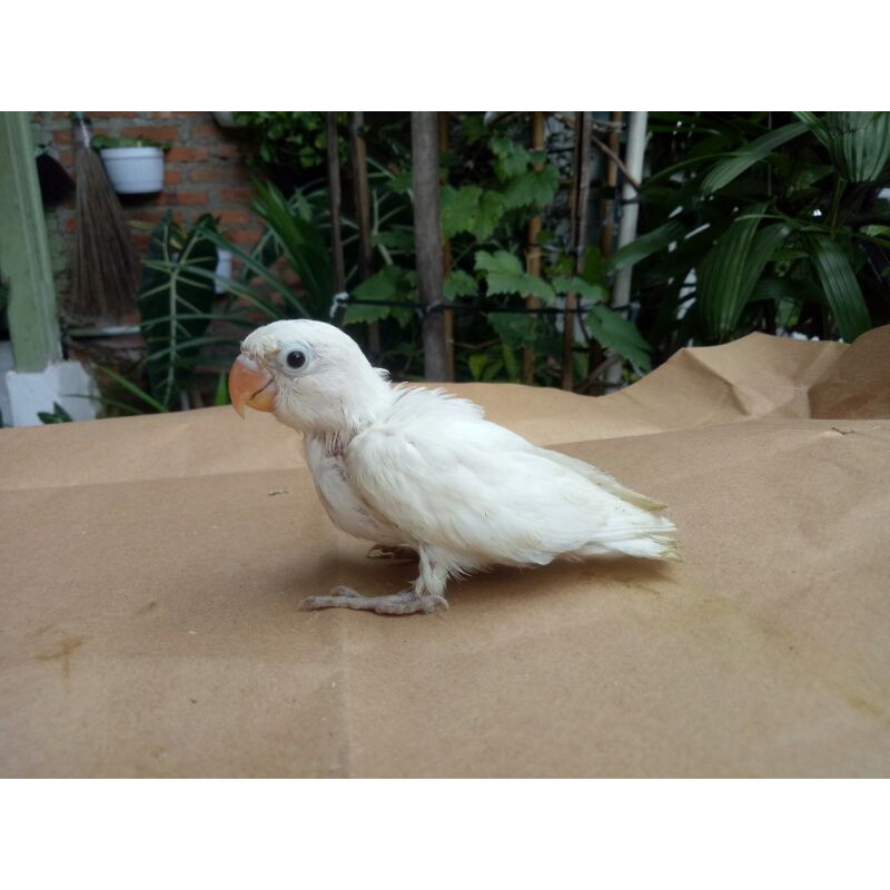Lolohan Lovebird Albino Mata Hitam Siap Dilatih Skill
