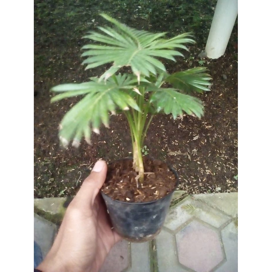 palem rotan mini
