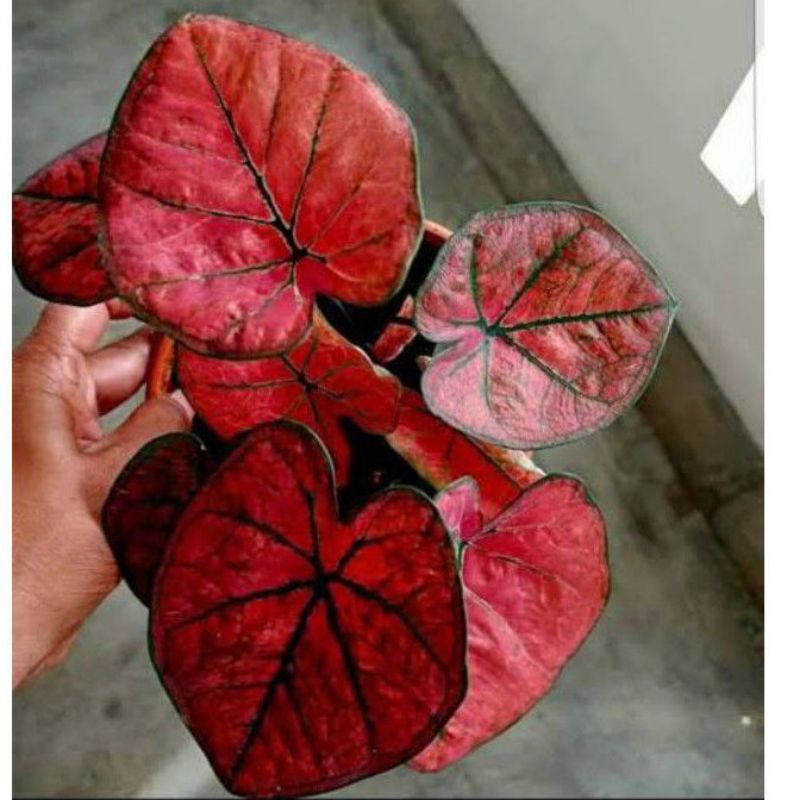 tanaman hias umbi keladi gestivia hybrid keladi hias