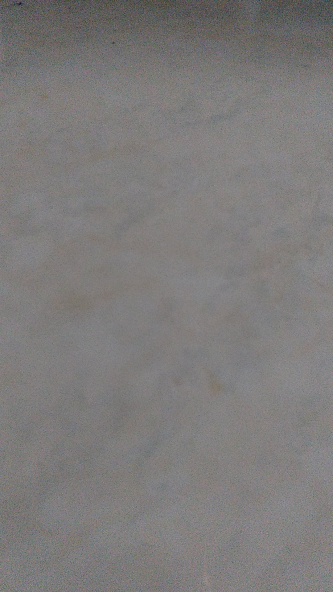 Bibit Anggur Import Bogema (grafting)