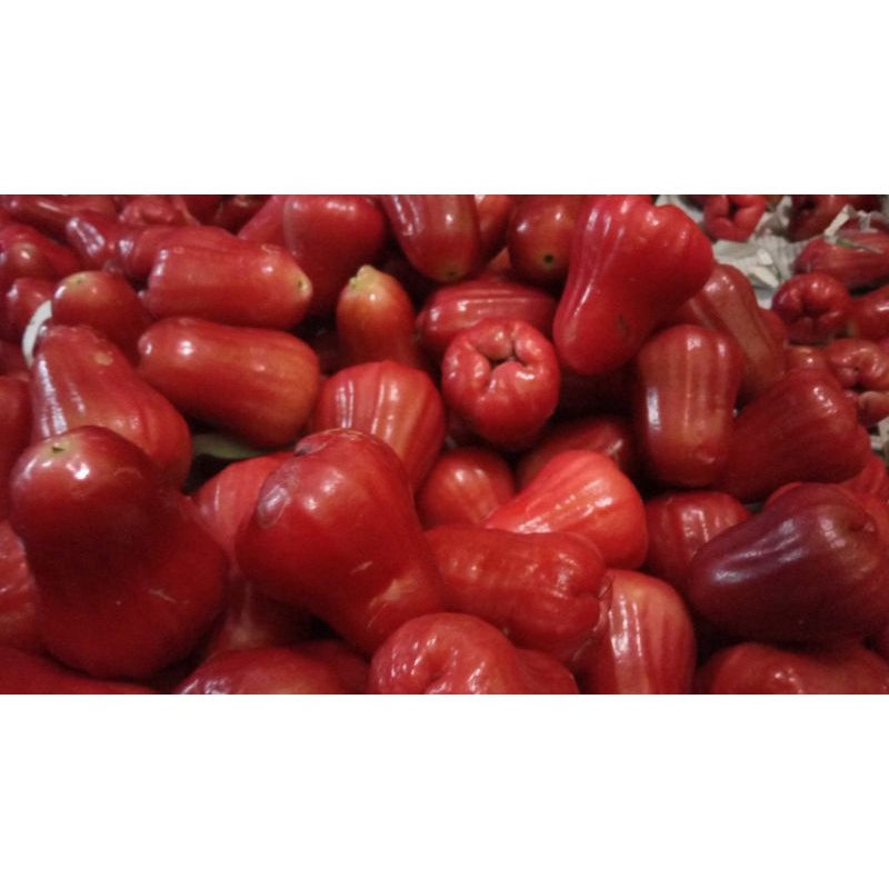 

jambu delima super