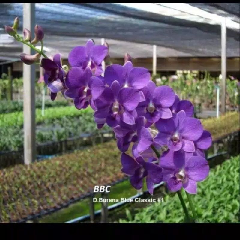 anggrek dendrobium Thailand bunga ungu bergaransi sampai berbunga