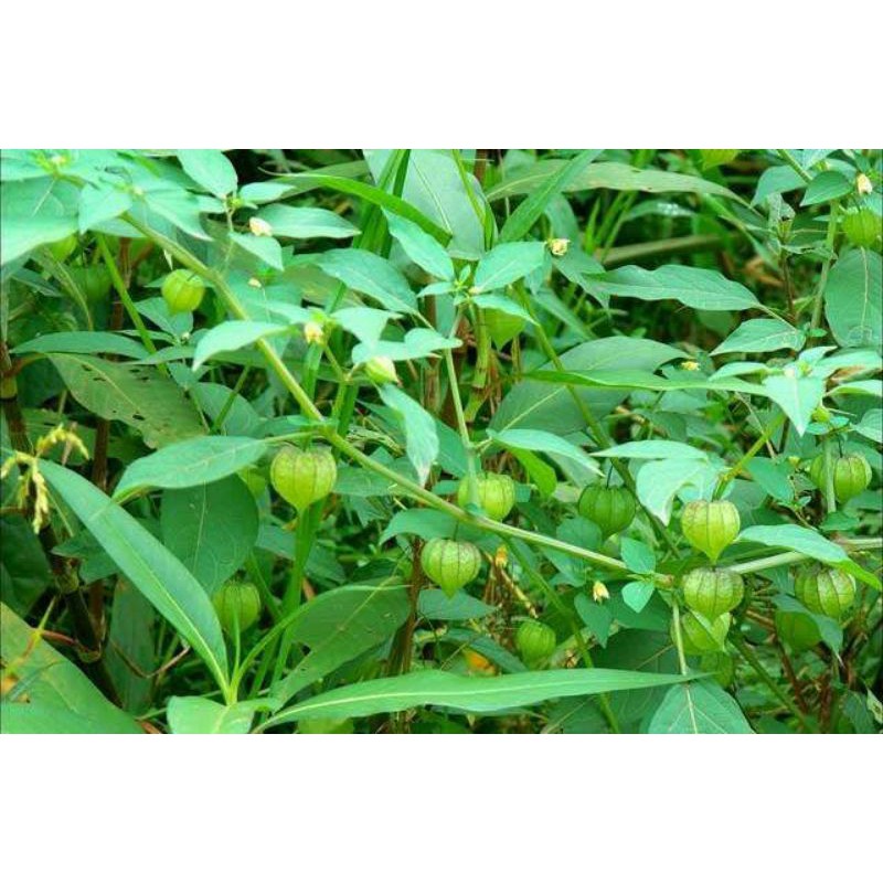 Jual pohon ciplukan - tanaman herbal - bibit pohon ciplukan