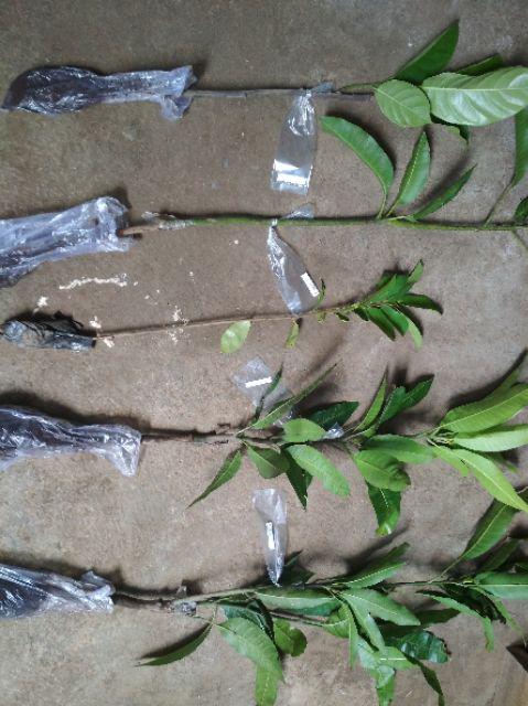 Bibit Buah Mangga Chokanan Supermurah