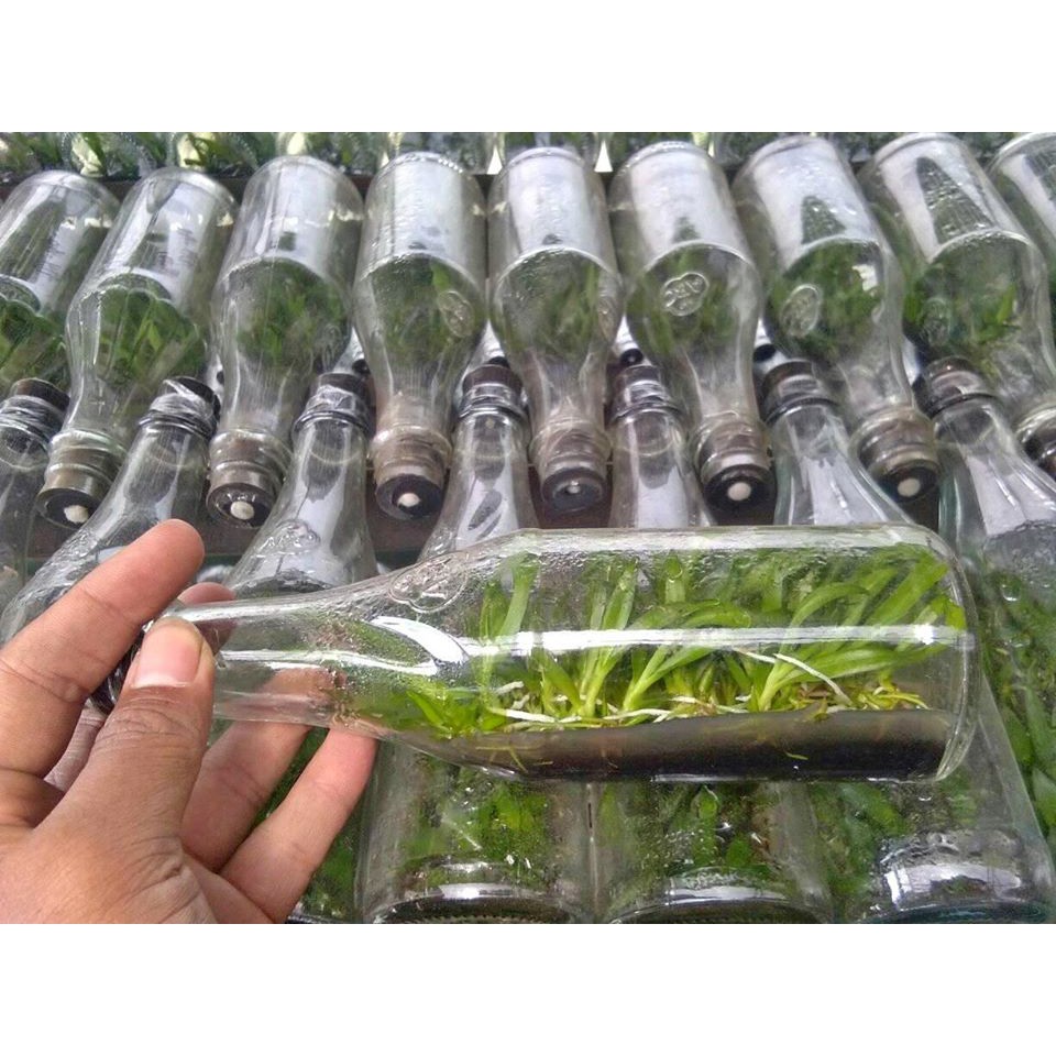 anggrek cattleya botol siap aklim