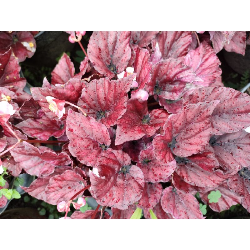 Begonia Red chili indukan