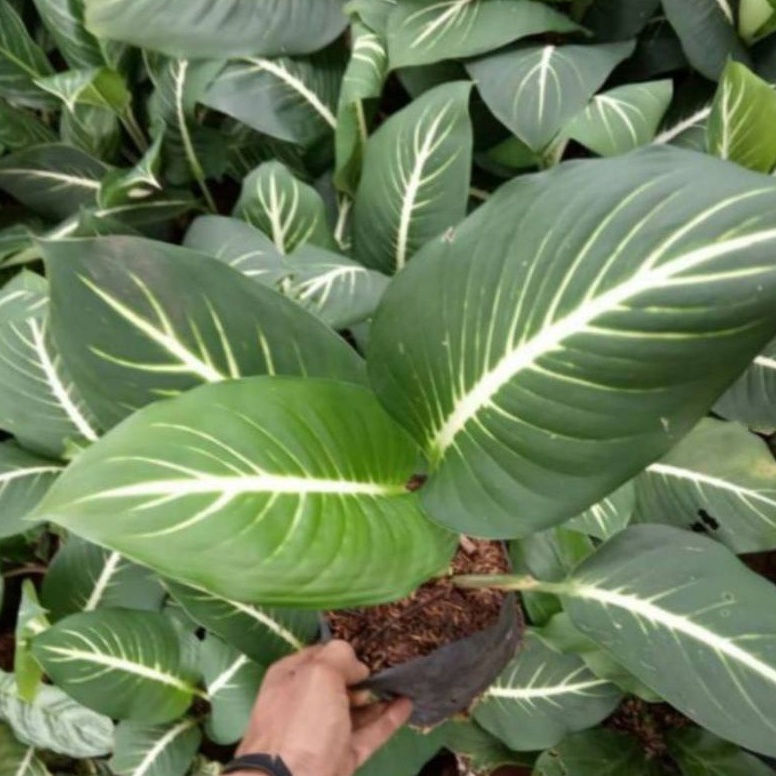 Bunga Hidup Tanaman Hias Diven Neon/ Diven Gurita/ Diven Tulang Ikan