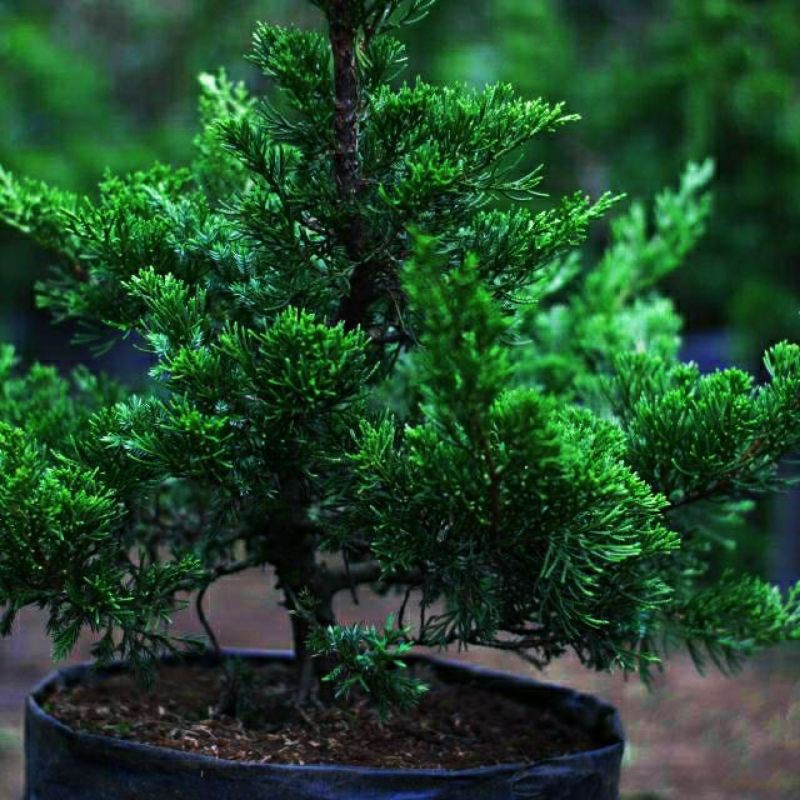 TANAMAN CEMARA  SINESCIS | BAHAN BONSAI | COD | KUALITAS SUPER |