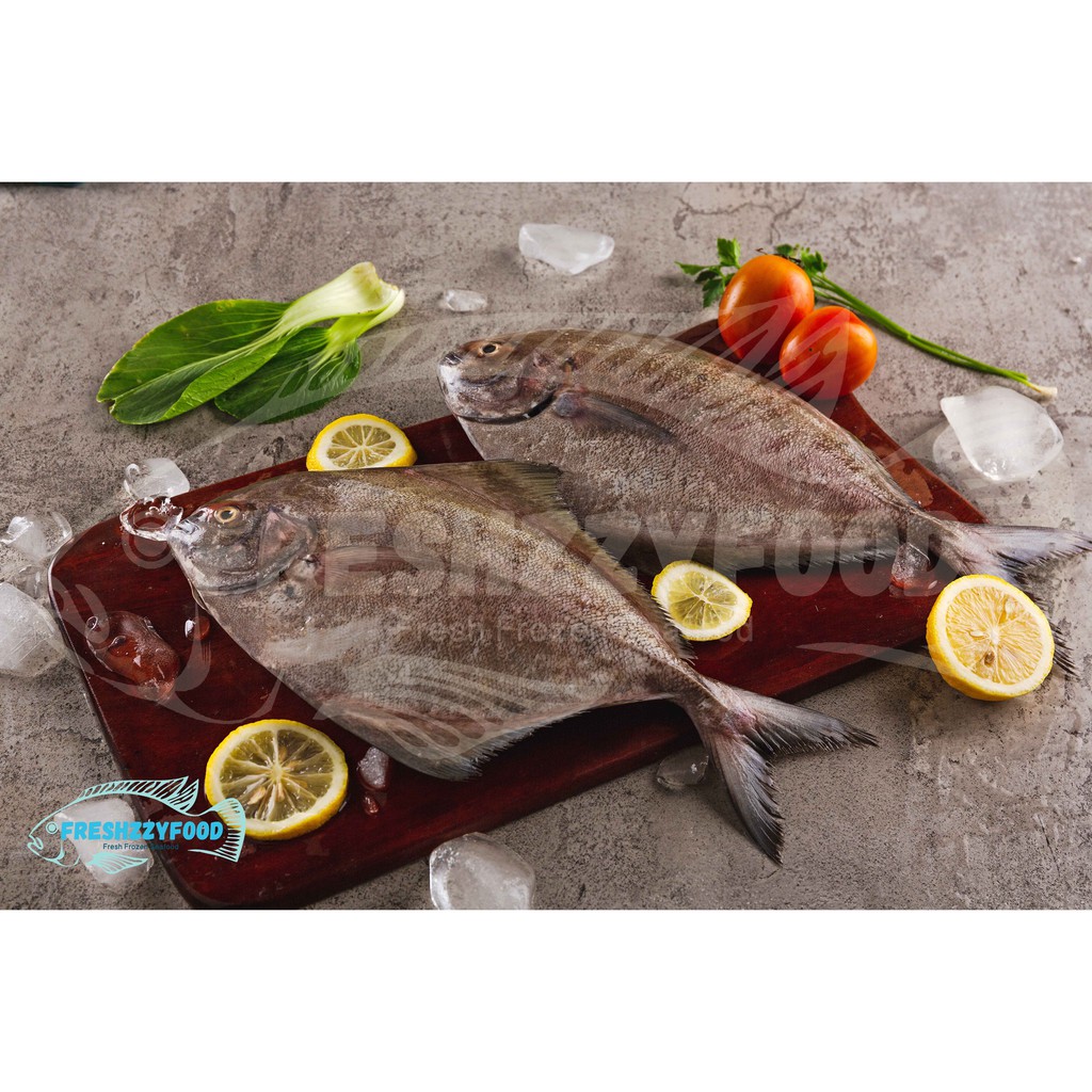 

Bawal Hitam Laut Frozen by Freshzzyfood
