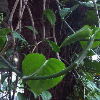 Stek Batang Sirih Gading Hijau BIG SIZE/sirih Hijau ukuran BESAR/bukan sirih gading jumbo