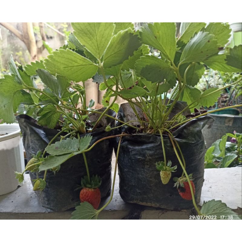 strawberry perpolybag isi minimal 3 tanaman strawberry