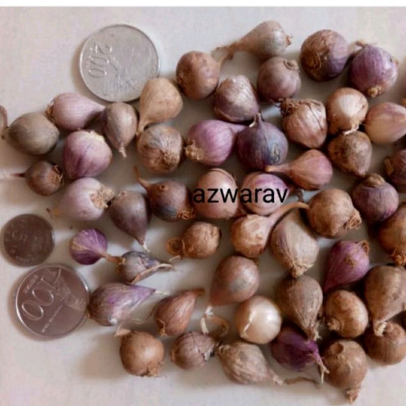 

1kg Mini Kecil Bawang Putih Tunggal Pilihan