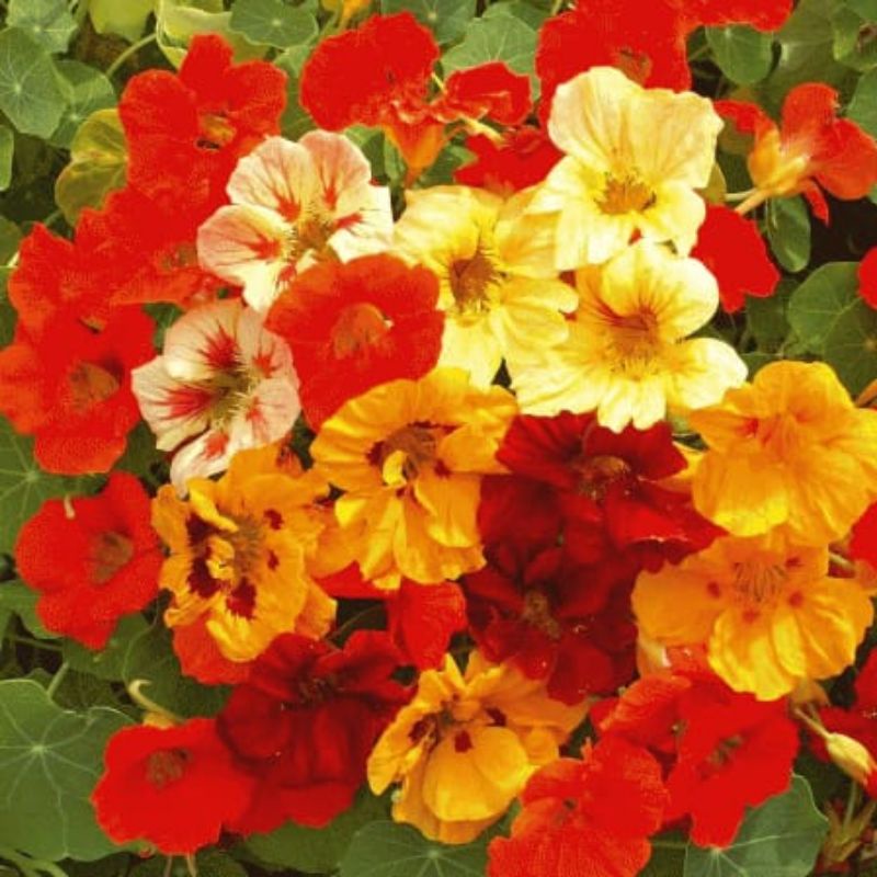 benih BUNGA NASTURTIUM JEWEL MIX isi 1 biji