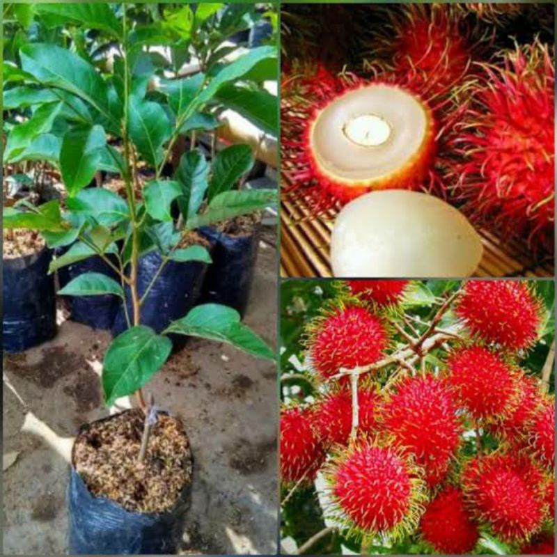 Bibit Tanaman Rambutan Binjai