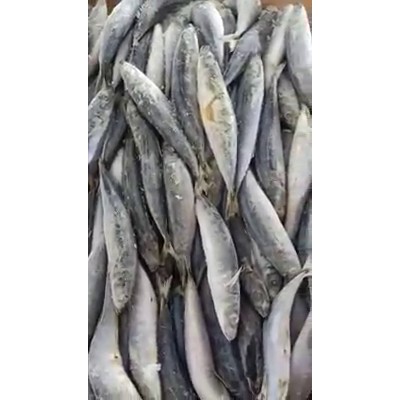 

Ikan Asin Sarden/Lemuru