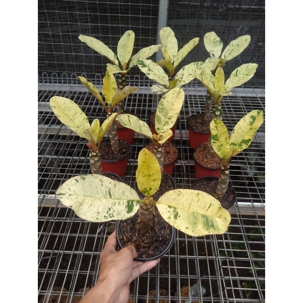 (BISA COD) promo tanaman hias plumeria varigata - kamboja varigata foto real