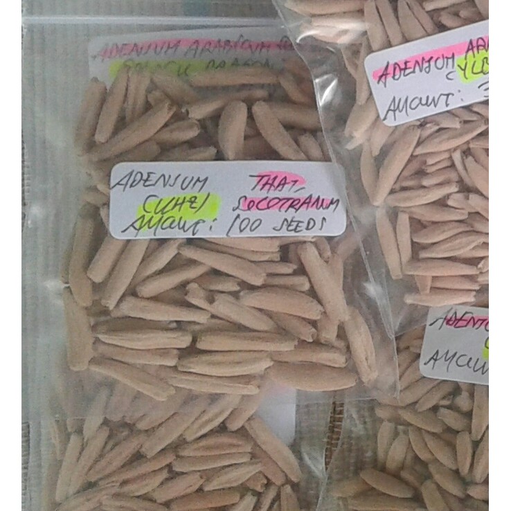 Seeds/Biji/Benih Tanaman Hias Adenium Thaisoco KAO HIN ZON (KHZ)